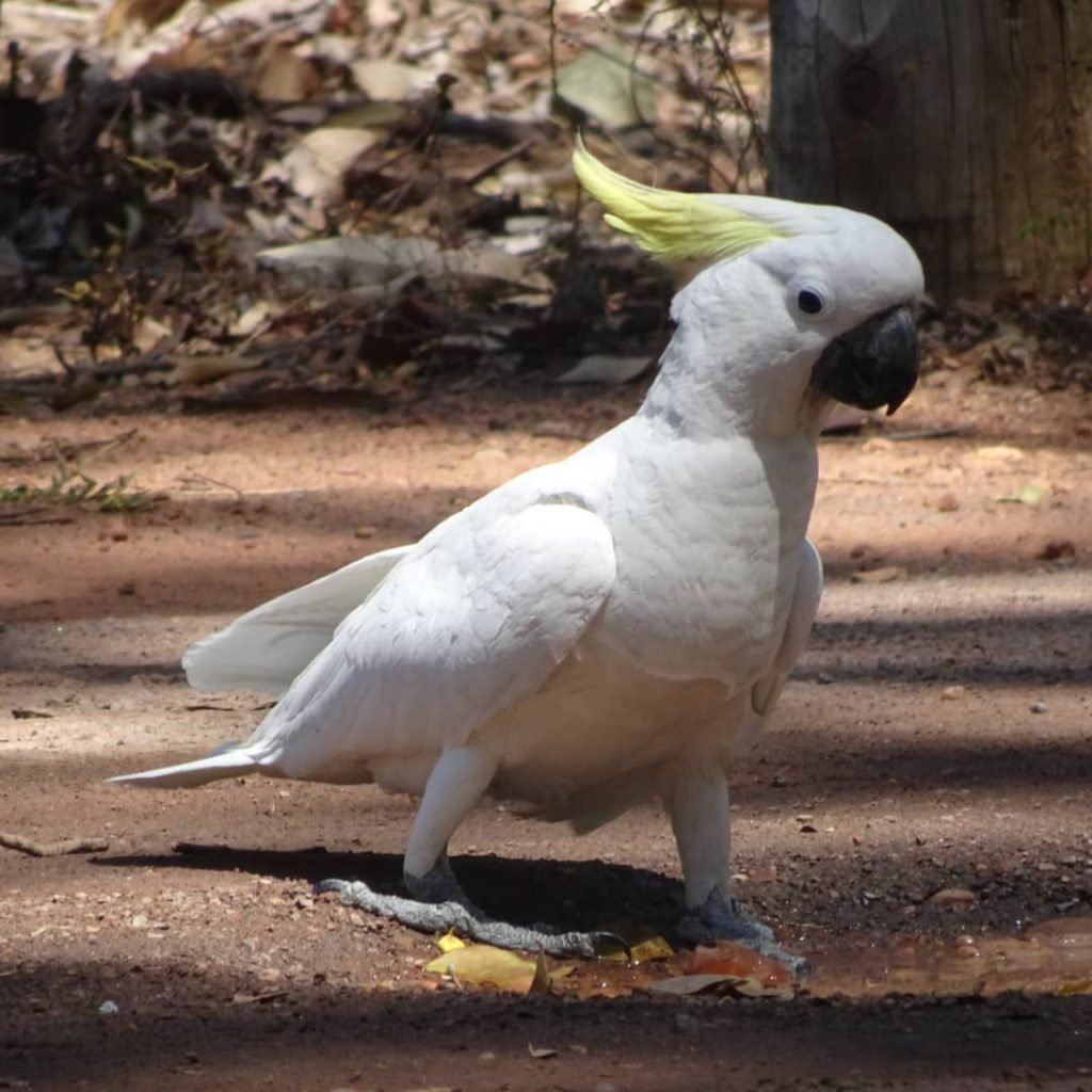 Australia - gatunki ptaków występujące na Antypodach