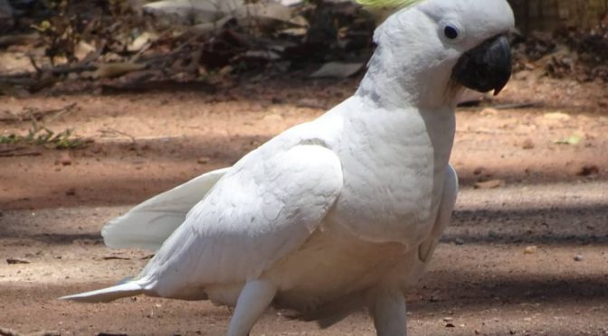 Australia - gatunki ptaków występujące na Antypodach