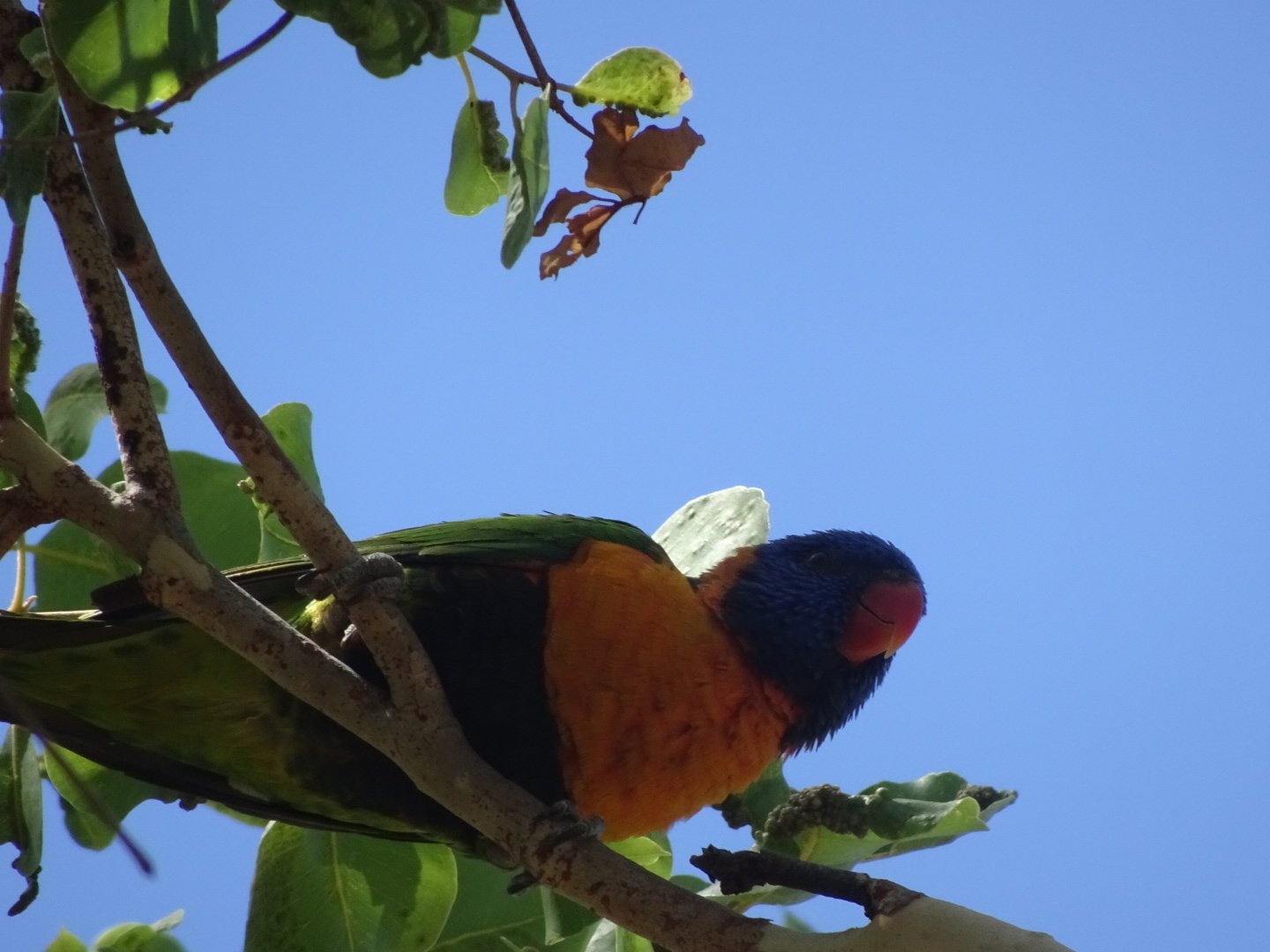 Papugi w Australii
