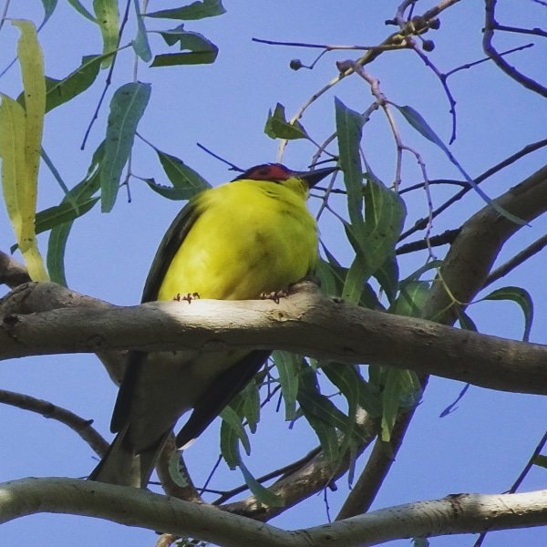 Gatunki ptaków w Australii - Figojad