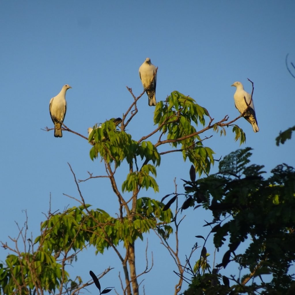Gołębie w Australii