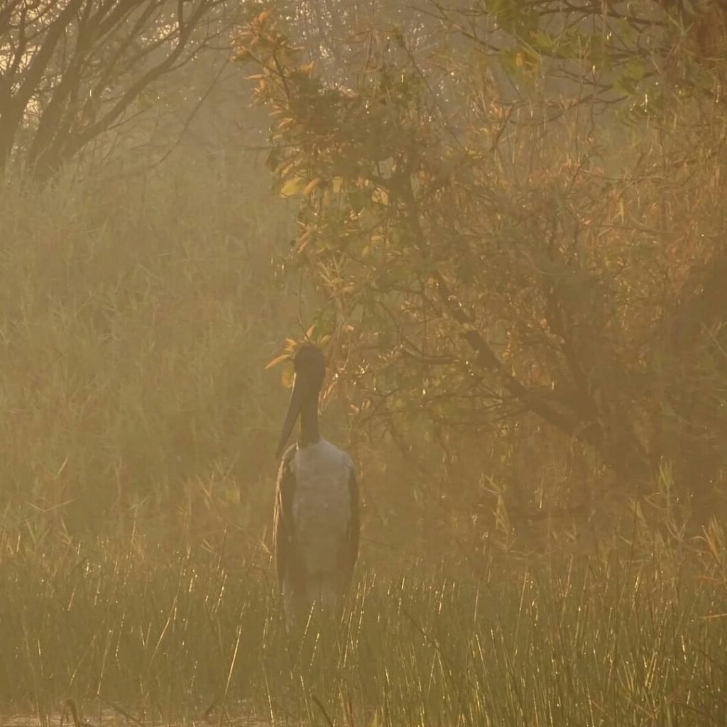Jabiru Bocian Australia