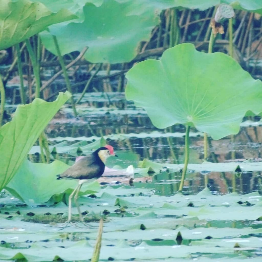 Długoszpon koralowy