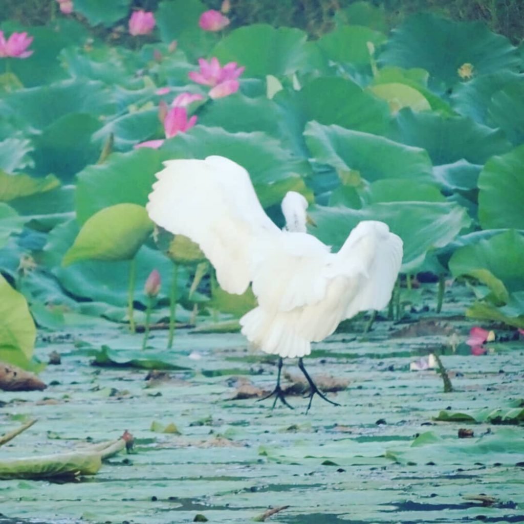 Great Eger dancing on the Mary River wetlands