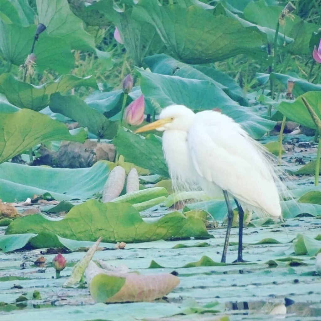 Great Eger, Australia, Mary River Wetlands